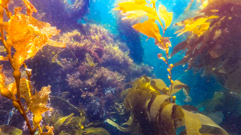 california snorkeling