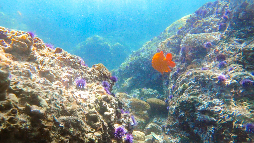 california snorkeling