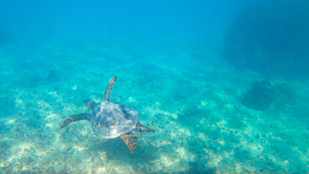 green sea turtle at the mokes