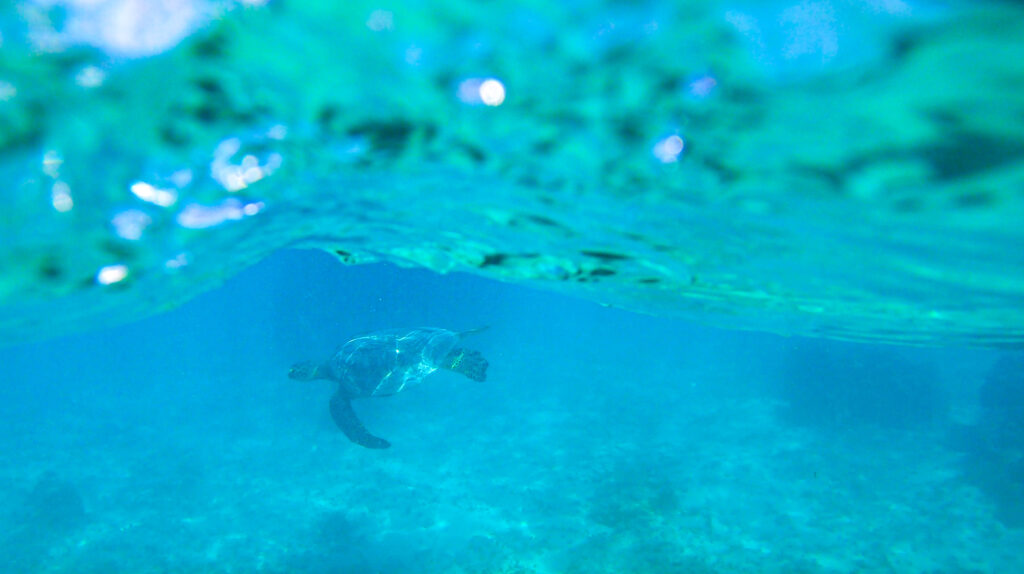 sea turtles kayak to mokulua islands