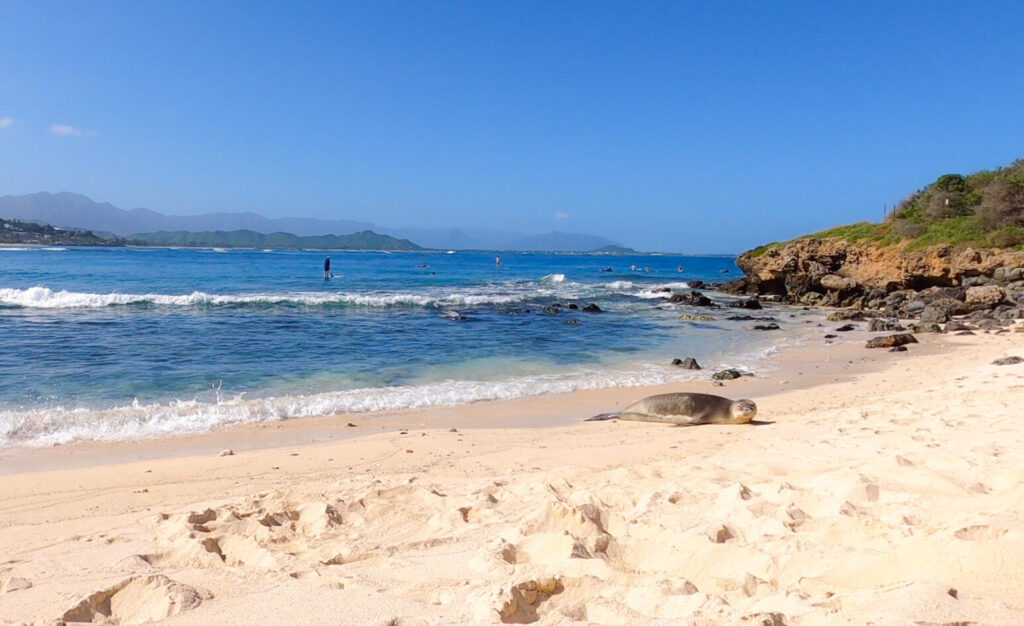 hawaiian monk seal on the mokes