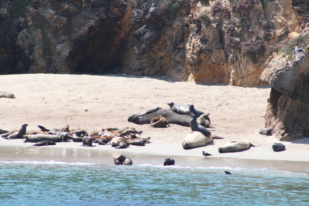 San Miguel island pinniped rookery