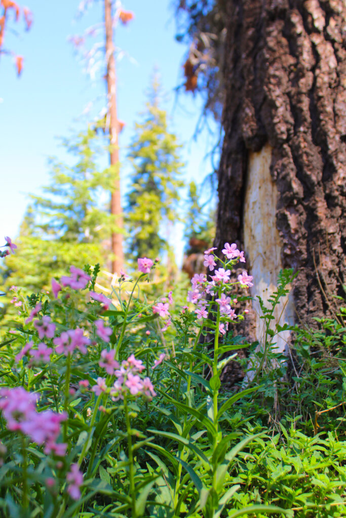 backpacking in sequoia national park
